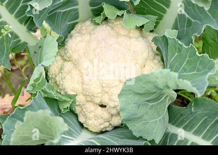 closeup la pianta verde cavolfiore bianco matura che cresce nella fattoria su sfondo verde fuori fuoco. Foto Stock