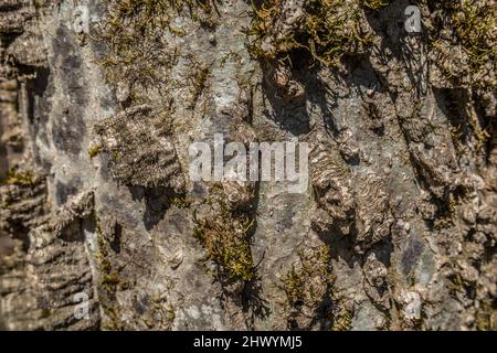 Corteccia di Hackberry Tree con muschio attaccato alla struttura ruvida e accidentata della corteccia esterna vista closeup in una luminosa giornata di sole Foto Stock