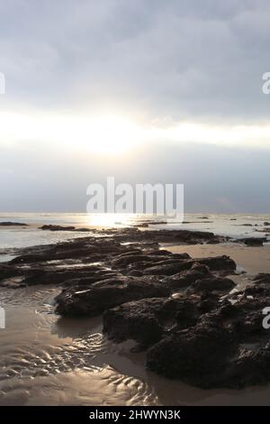 Tronchi di alberi di 4000 anni da un'antica foresta, Bulverhythe spiaggia, Hastings, East Sussex, UKEast Sussex, REGNO UNITO Foto Stock