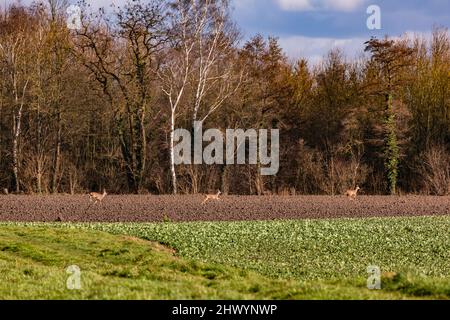 Diversi cervi in fuga da un cacciatore ai margini della foresta Foto Stock