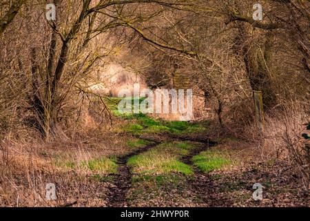 Un sentiero solitario, soleggiato, soleggiato, con molte foglie colorate in un umore autunnale in Germania Foto Stock