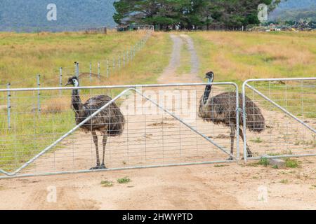 Fotografia di due grandi adulti Emus su una pista sterrata vicino a una recinzione nelle Tablelands centrali del nuovo Galles del Sud in Australia. Foto Stock