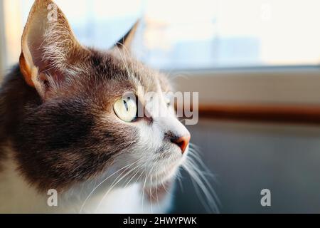 Testa di bel gatto con occhi verdi da vicino. Gli animali domestici sono sistemati sul balcone e si affacciano dalla finestra alla strada. Tema degli animali. Spazio di copia. Foto Stock