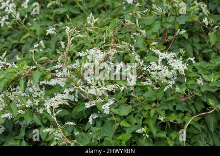 Schlingknöterich, Schling-Flügelknöterich, Flügelknöterich, Cinesischer Knöterich, Architektentrost, Silberregen, Falopia baldschuanica, Polygonum a Foto Stock