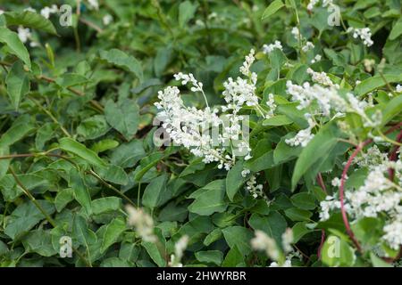 Schlingknöterich, Schling-Flügelknöterich, Flügelknöterich, Cinesischer Knöterich, Architektentrost, Silberregen, Falopia baldschuanica, Polygonum a Foto Stock