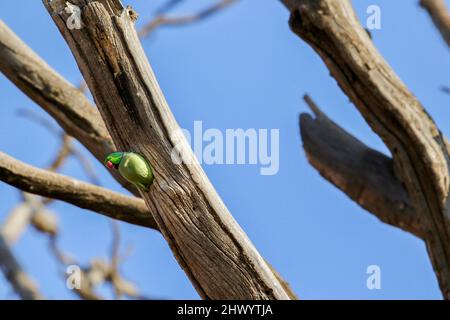 Parakeet rosa, Pretoria, Sudafrica Foto Stock