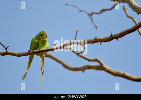 Parakeet rosa, Pretoria, Sudafrica Foto Stock