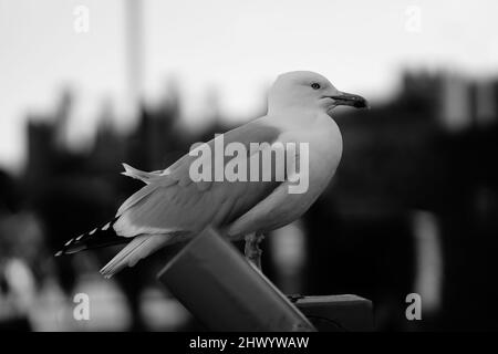 Aringa gabbiano gabbiano gabbiano nero e bianco immagine profilo lato uccello arroccato sul telescopio Foto Stock