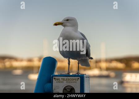 Gabbiano di aringa Seagull sedette sulla cima del telescopio in posizione di mare Foto Stock