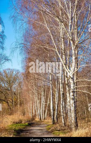 Paesaggio soleggiato primaverile di paludi sul fiume Czarna e riserva naturale di Wilcze Doly con uccello d'Argento nel villaggio di Zabieniec vicino Varsavia in Polonia Foto Stock