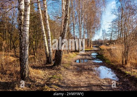 Paesaggio soleggiato primaverile di paludi sul fiume Czarna e riserva naturale di Wilcze Doly con uccello d'Argento nel villaggio di Zabieniec vicino Varsavia in Polonia Foto Stock