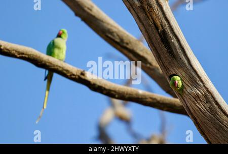 Parakeet rosa, Pretoria, Sudafrica Foto Stock