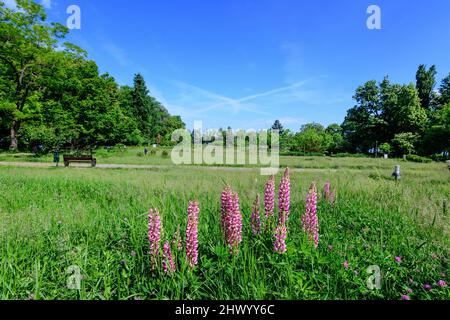 Paesaggio con erba, fiori rosa lupino e grandi alberi verdi verso il cielo azzurro nel Parco King Michael i (Herastrau), in una giornata di primavera soleggiata Foto Stock