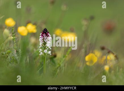 Bruciò punta Orchidea; Orchis ustula; fiore; UK Foto Stock