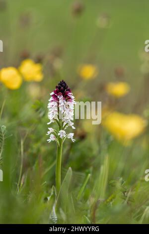 Bruciò punta Orchidea; Orchis ustula; fiore; UK Foto Stock