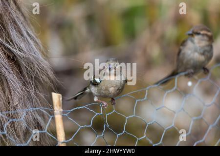 Chaffinch; Coelebs di Fringilla; femmina; raccolta di materiale di nidificazione; Sparrow Beyond; REGNO UNITO Foto Stock