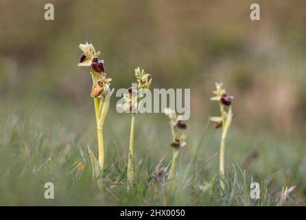 Orchidea di ragno precoce; sphegodi di ofrys; Ledge danzante; Dorset; UK Foto Stock