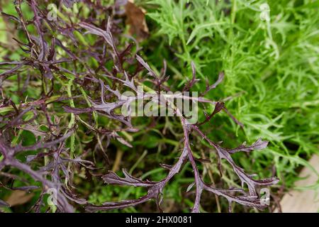 Brassica rapa var. Niposinica foglie fresche Foto Stock