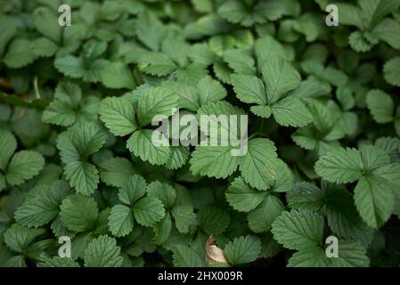 Duchesnea indica foglie testurizzate Foto Stock