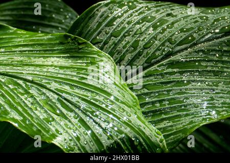 Gocce d'acqua sulle foglie. Dettagli della natura Foto Stock