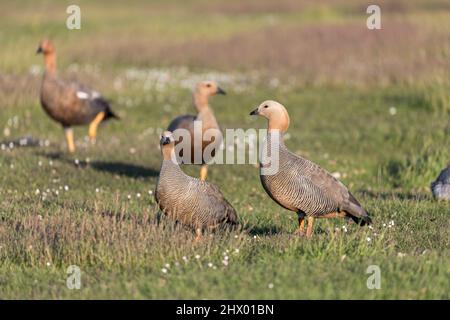 Ruddy testa Goose; Chloephaga rubidiceps; con Upland Geese; Falklands Foto Stock