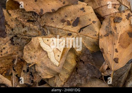 Moth di quercia smerloped; Crocallis elinguaria; su foglie cadute; UK Foto Stock