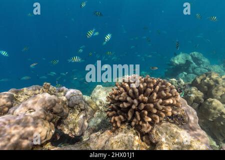 Pesce maggiore Sergente; Abudefduf vaigiensis; Maldive Foto Stock