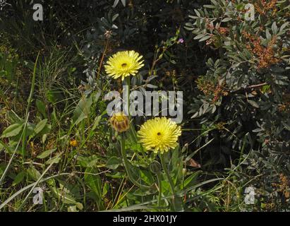 Wile daisy (urospermum dalechampii) in Sardegna Foto Stock