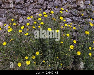 Daisy selvatico (crisanthemum coronarium) da vicino nella campagna della Sardegna Foto Stock