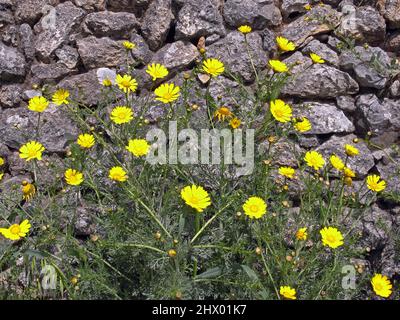 Daisy selvatico (crisanthemum coronarium) da vicino nella campagna della Sardegna Foto Stock