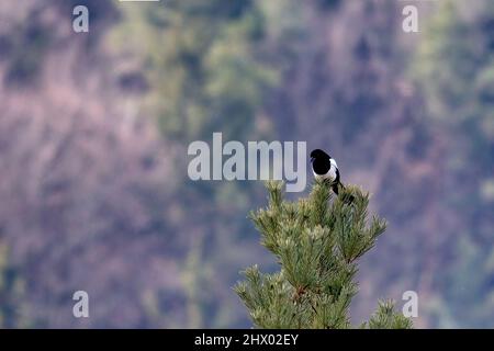 magpie uccello seduto su albero di conifere Foto Stock