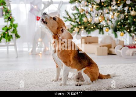 Beagle cane nel periodo di Natale Foto Stock