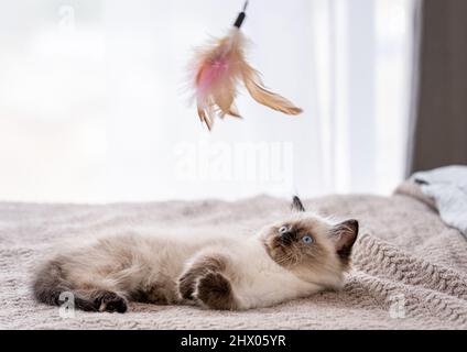 Gattino Ragdoll giocare con giocattoli Foto Stock