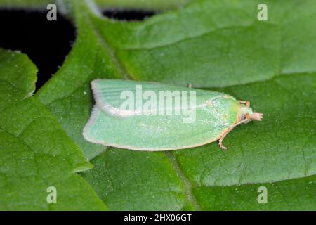 Falce di quercia verde tortrix (Tortrix viridana), noto anche come leafroller europeo di quercia . Foto Stock