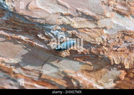 Pergorello di blu Steelblue Phaenops cianea su corteccia di pino. È un parassita di pini della famiglia Buprestigidae noto come scarabei di gioielli o legno metallico-noioso Foto Stock