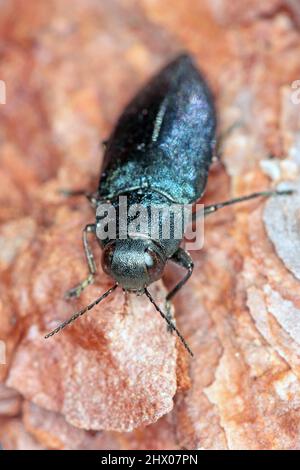 Pergorello di blu Steelblue Phaenops cianea su corteccia di pino. È un parassita di pini della famiglia Buprestigidae noto come scarabei di gioielli o legno metallico-noioso Foto Stock