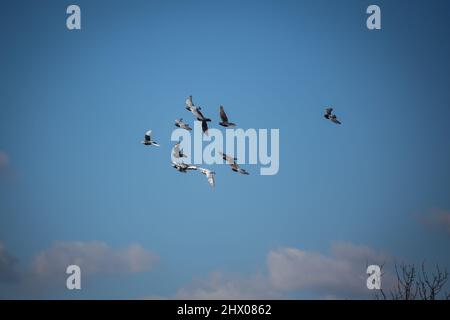 I piccioni da corsa volano Foto Stock