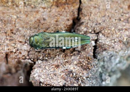 Beetle di quercia, noto anche come beetle di quercia buprestigio o boscato di quercia borra (Agrilus biguttatus) nel suo ambiente naturale. Un coleottero comone Foto Stock