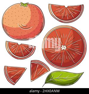 Set di illustrazioni vettoriali in stile disegno a mano. Disegni per bambini, poster con frutta. Pompelmo, arancio rosso. Raccolta di icone Illustrazione Vettoriale