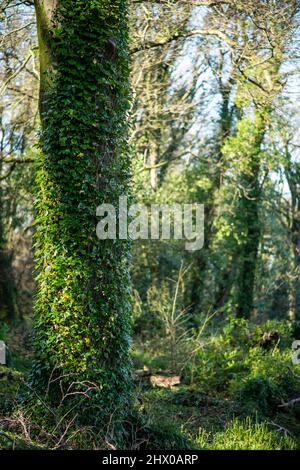 Incredibili alberi in natura bizzaramente contorti e sopraffolti Foto Stock