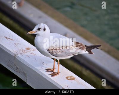 Uccelli marini nel molo di legno di Gdańsk Brzeźno, Polonia Foto Stock