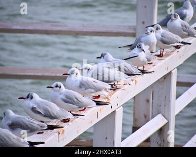 Uccelli marini nel molo di legno di Gdańsk Brzeźno, Polonia Foto Stock