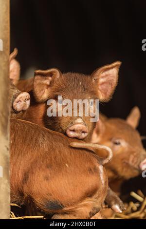 Tamworth Rare Piglet allevati suini domestici in fattoria Foto Stock