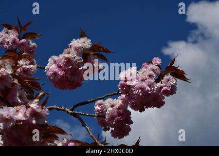 Fiori rosa ciliegia fiore contro un cielo blu in un giardino Somerset. Foto Stock