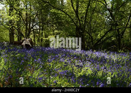 Bluebells intorno ad un tronco di albero che rotea nell'ombra dapped Di un antico bosco misto in Somerset.UK Foto Stock