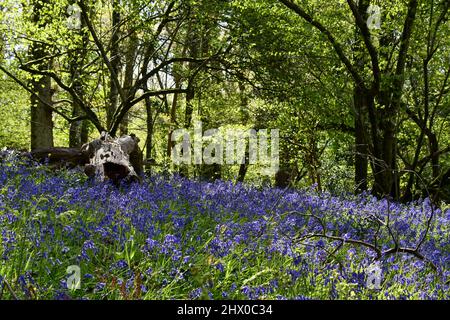 Bluebells intorno ad un tronco di albero che rotea nell'ombra dapped Di un antico bosco misto in Somerset.UK Foto Stock