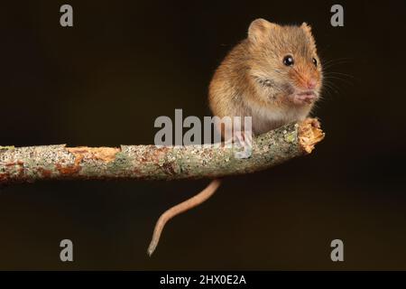 Harvest mouse seduto su un ramo di legno, in attesa di tempo di alimentazione Foto Stock