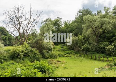 I verdi prati semi-naturali della riserva naturale di Kauwberg, Summer, Uccle, Belgio, Foto Stock