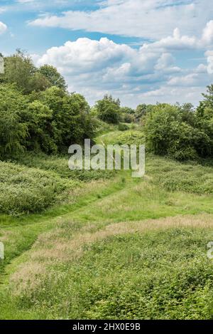 I verdi prati semi-naturali della riserva naturale di Kauwberg, Summer, Uccle, Belgio, Foto Stock