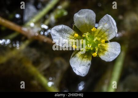Fiore di rusculus trichophyllus in un laghetto nella contea di Sonoma, vicino a Santa Rosa, California del Nord. Foto Stock